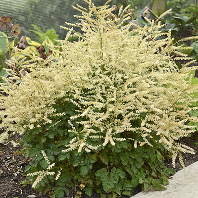 Aruncus dioicus 'Chantilly Lace'