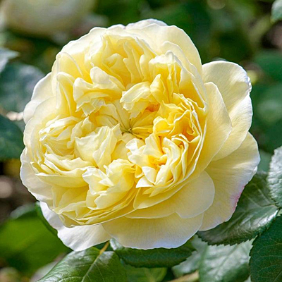 Rosa 'Charles Darwin'