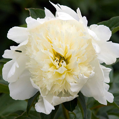 Paeonia l. 'Charlie's White'
