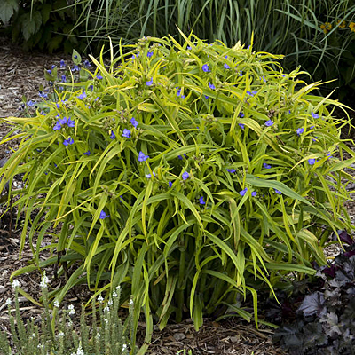 Tradescantia v. 'Charlotte's Web'