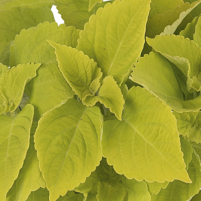 Coleus 'Main Street Chartres Street'