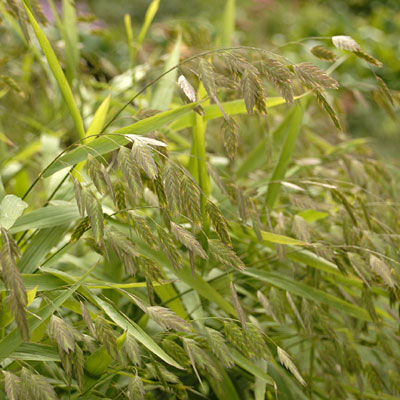 Chasmanthium latifolium