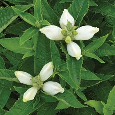 Chelone obliqua 'Alba'