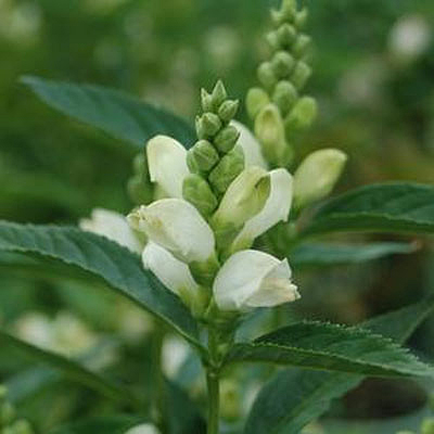 Chelone glabra