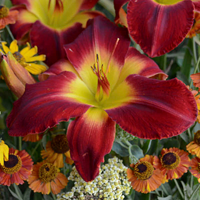 Hemerocallis 'Cherokee Star'