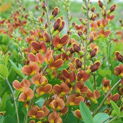 Baptisia