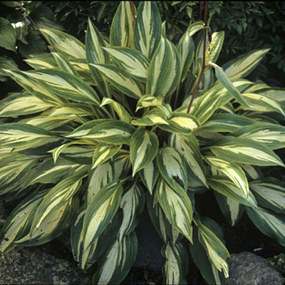 Hosta 'Cherry Berry'