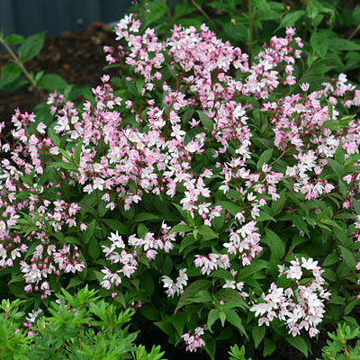 Deutzia x 'Yuki Cherry Blossom'