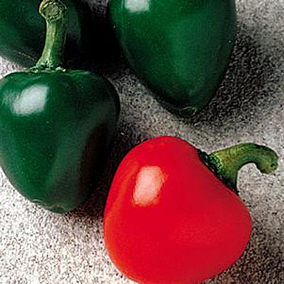 Pepper 'Cherry Bomb'