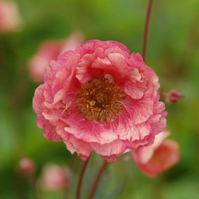 Geum x 'Cocktail Cherry Bomb'