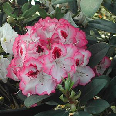Rhododendron 'Cherry Cheesecake'