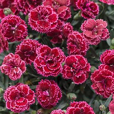 Dianthus x 'Fruit Punch Black Cherry Frost'