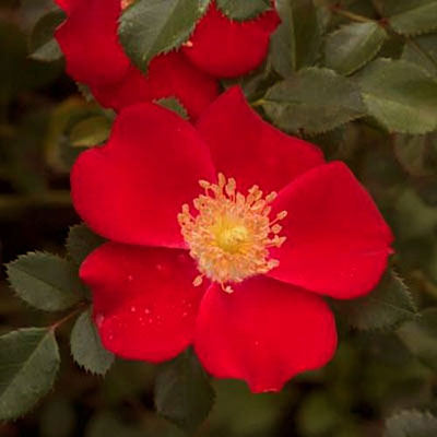 Rosa 'Oso Easy Cherry Pie'