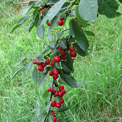 Prunus x 'Sweet Cherry Pie'