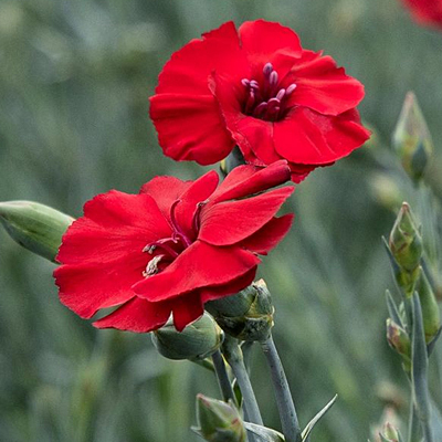 Dianthus x 'Cherry Pie'