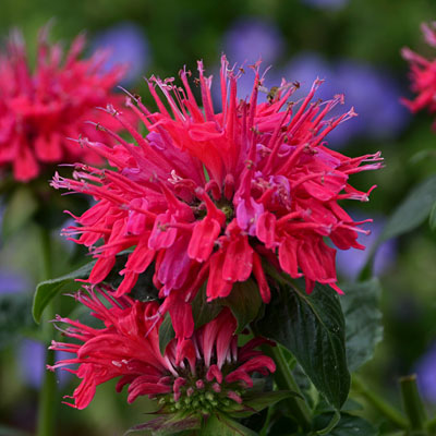 Monarda x 'Cherry Pops'