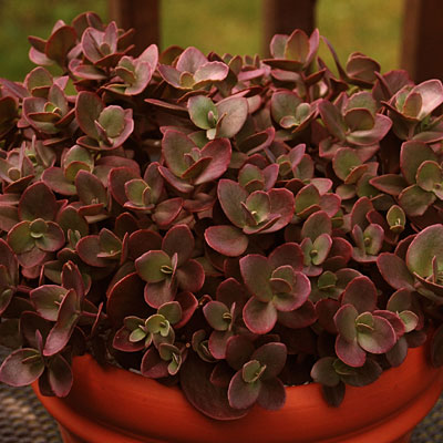 Sedum x 'Cherry Tart'