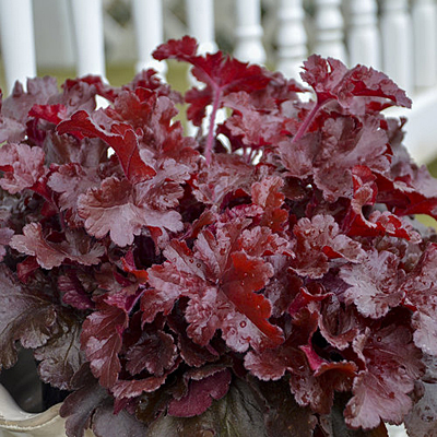 Heuchera x 'Dolce Cherry Truffles'