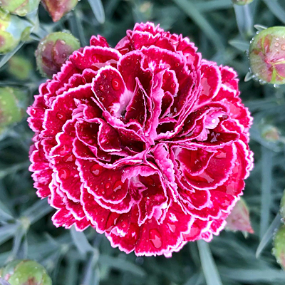 Dianthus x 'Fruit Punch Cherry Vanilla'