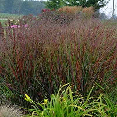Panicum v. 'Cheyenne Sky'