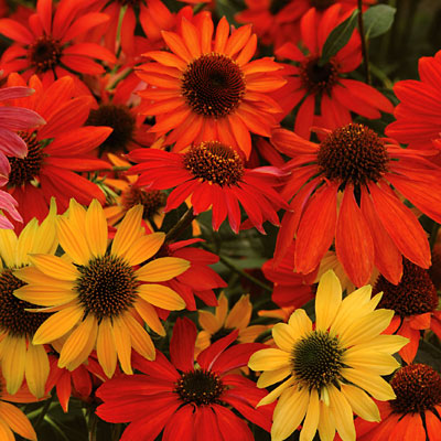 Echinacea x 'Cheyenne Spirit'