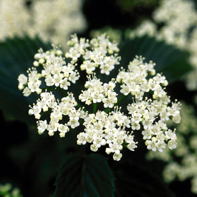 Viburnum dent. 'Chicago Lustre'