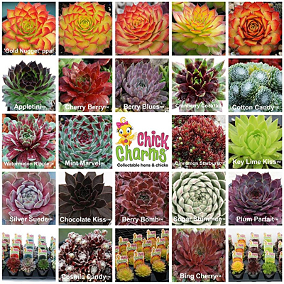 Sempervivum