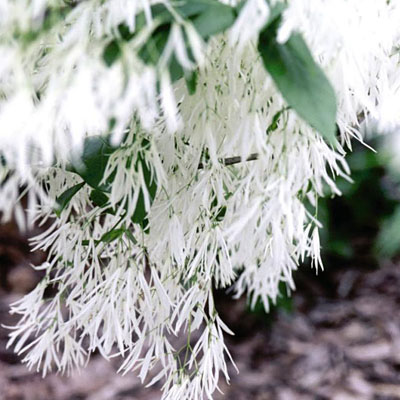 Chionanthus virginicus