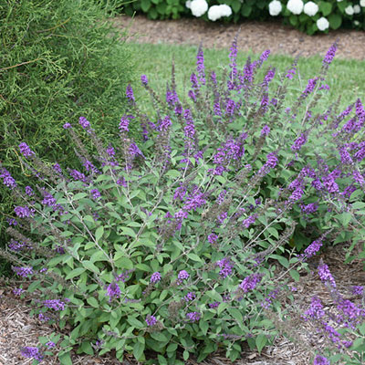 Buddleia d. 'Lo & Behold Blue Chip Jr.'