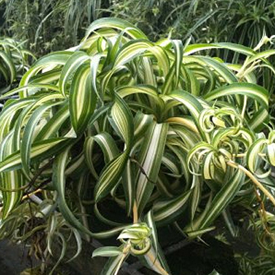 Chlorophytum comosum 'Bonnie'