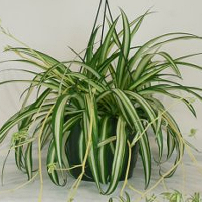 Chlorophytum comosum