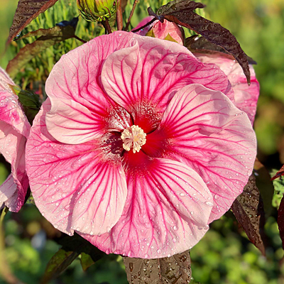 Hibiscus 'Summerific Cherry Choco Latte'