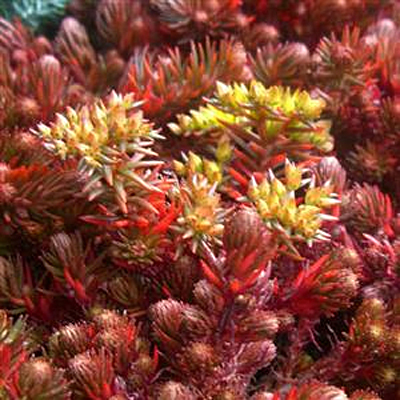 Sedum hakonense 'Chocolate Ball'