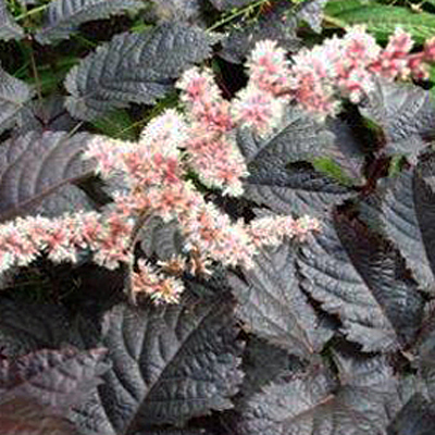 Astilbe a. 'Chocolate Shogun'