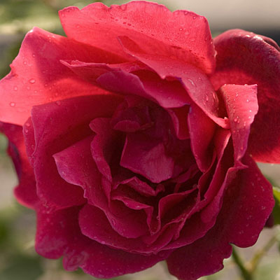Rosa 'Chrysler Imperial'