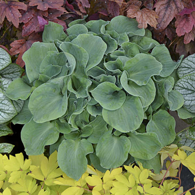 Hosta 'Church Mouse'