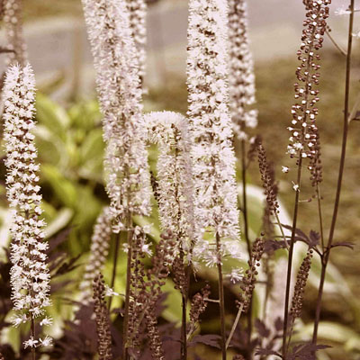 Actaea ram. 'Hillside Black Beauty'