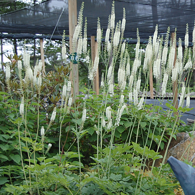 Actaea racemosa