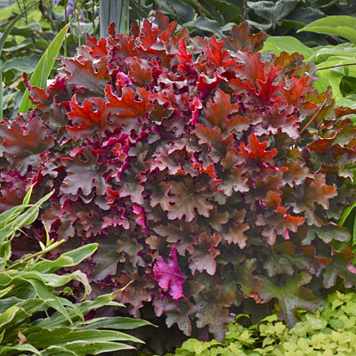 Heuchera x 'Dolce Cinnamon Curls'