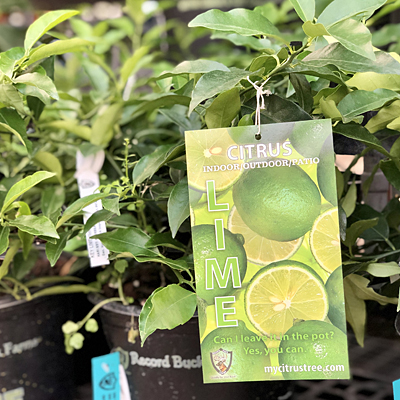 Citrus x aurantiifolia
