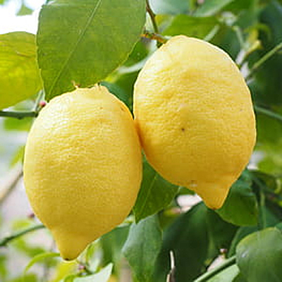 Citrus x limon