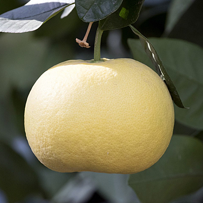 Citrus x paradisi