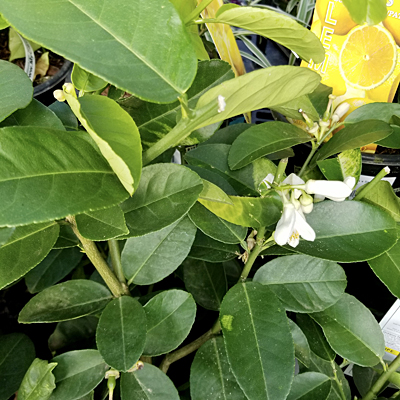 Citrus x pyriformis