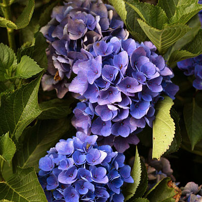 Hydrangea m. 'Cityline Venice'