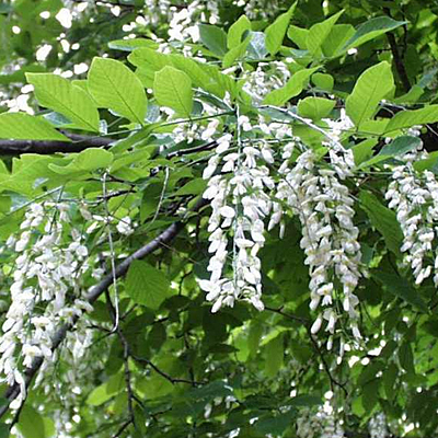 Cladrastis kentukea