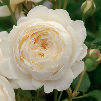 Rosa 'Claire Austin'
