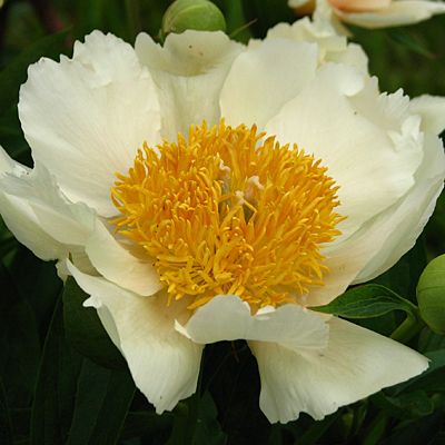 Paeonia l. 'Claire de Lune'