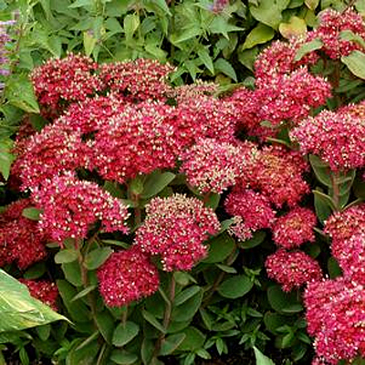Sedum x 'Class Act'