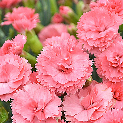Dianthus x 'Fruit Punch Classic Coral'