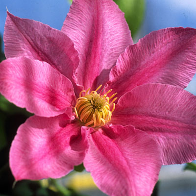 Clematis 'Abilene'